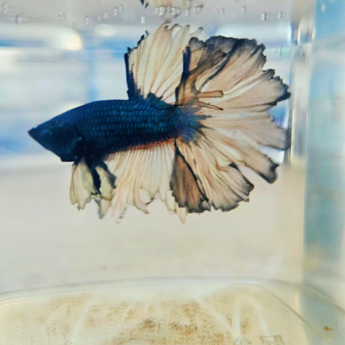 DARK COLOR SPECIAL TAIL HALFMOON BETTA 260909