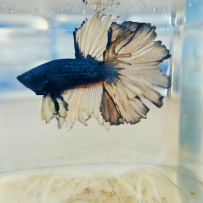 DARK COLOR SPECIAL TAIL HALFMOON BETTA 260909