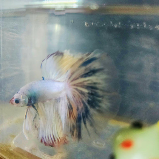LIGHT COLOR SPECIAL TAIL HALFMOON BETTA 290631 premium Betta Fish detail