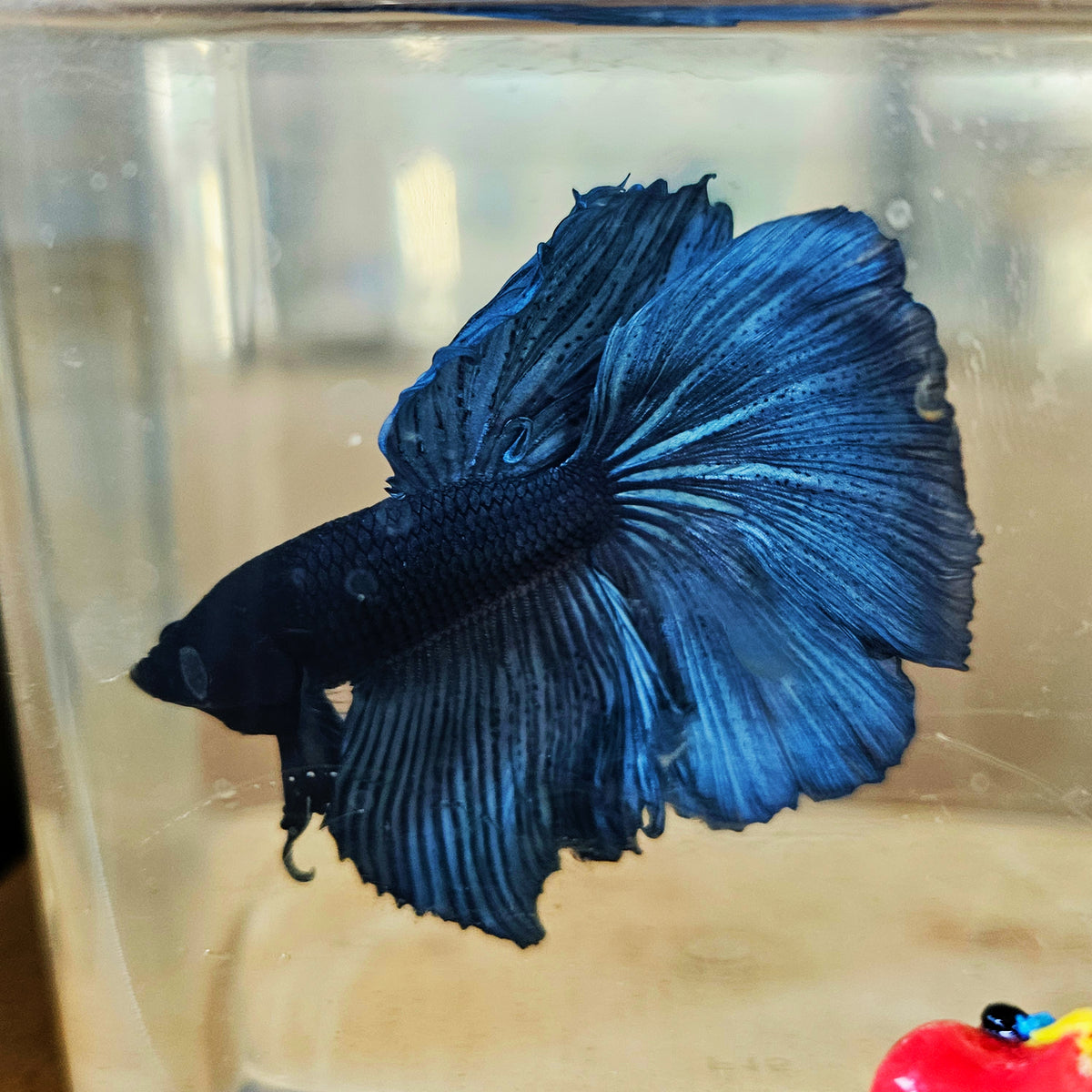 SOLID COLOR SPECIAL TAIL HALFMOON BETTA 260907