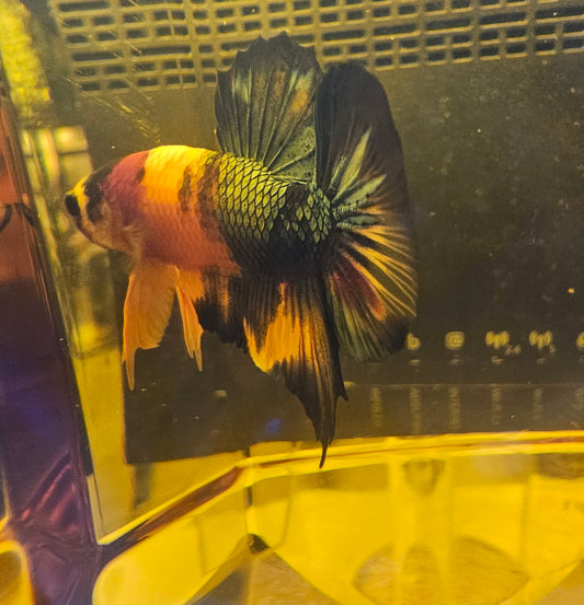 NEMO CANDY PK 15