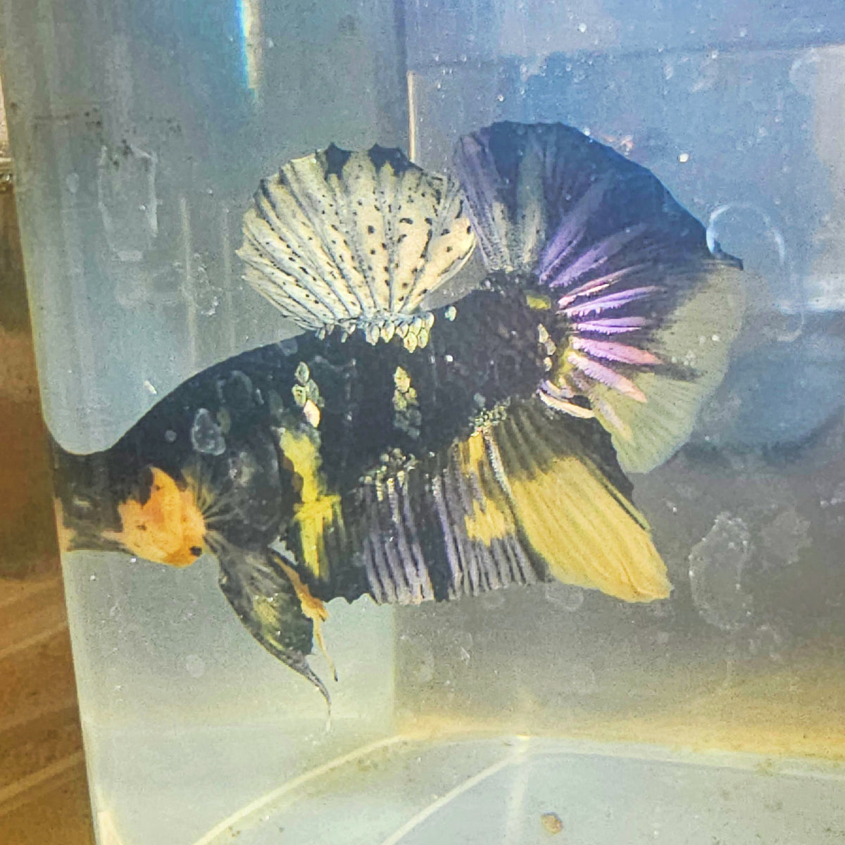 YELLOW BLACK COPPER BETTA(MALE) 260905 premium Betta Fish
