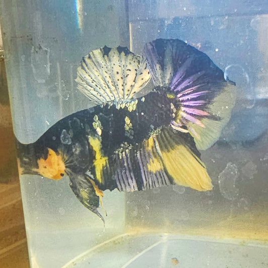 YELLOW BLACK COPPER BETTA(MALE) 260905 premium Betta Fish