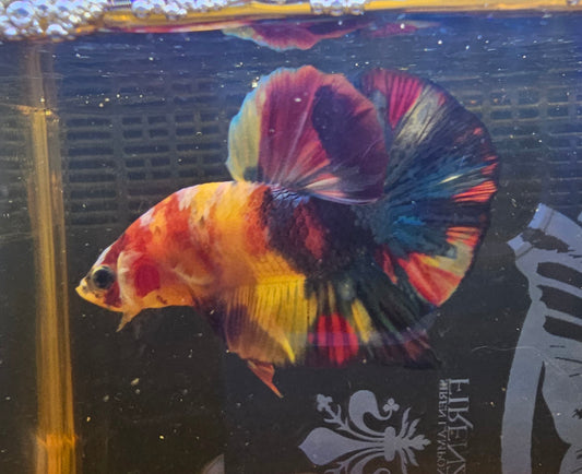 NEMO CANDY PK 0520