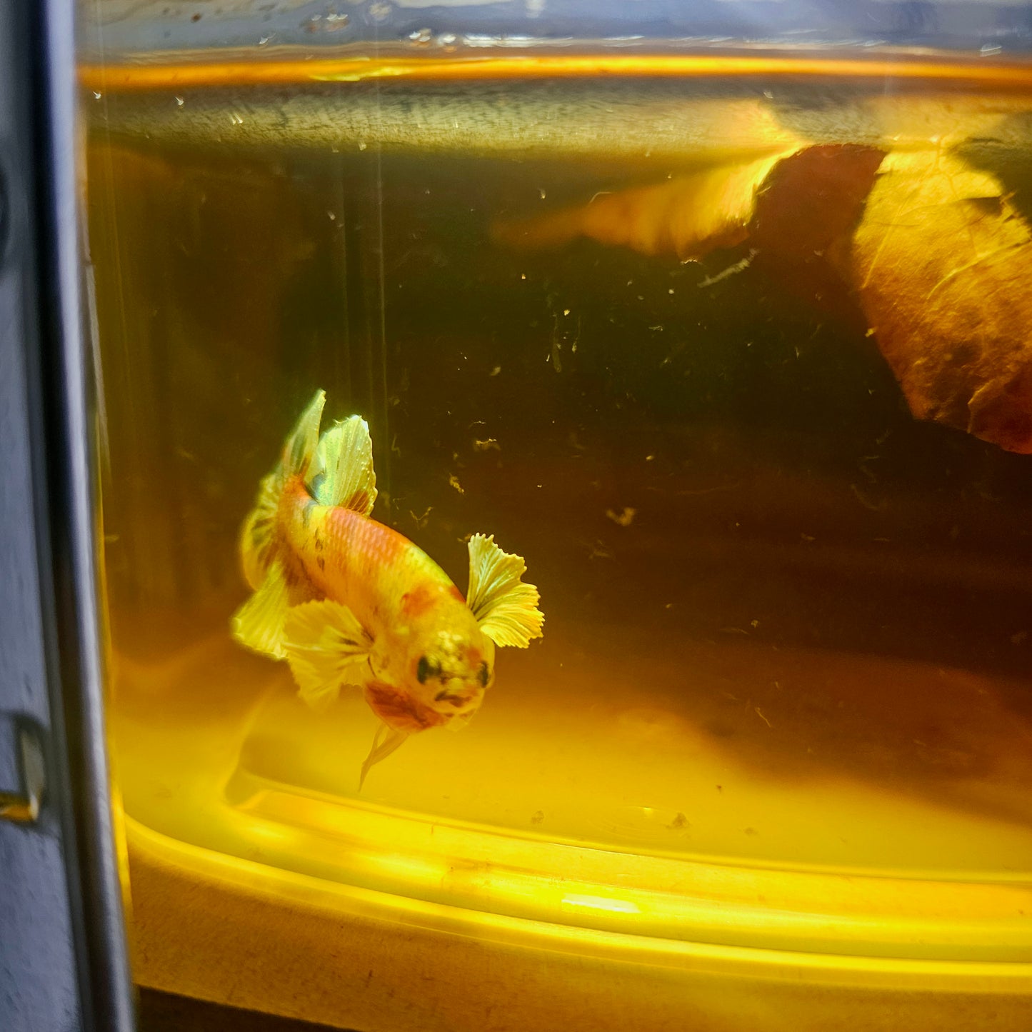 CANDY DUMBO BETTA 260443