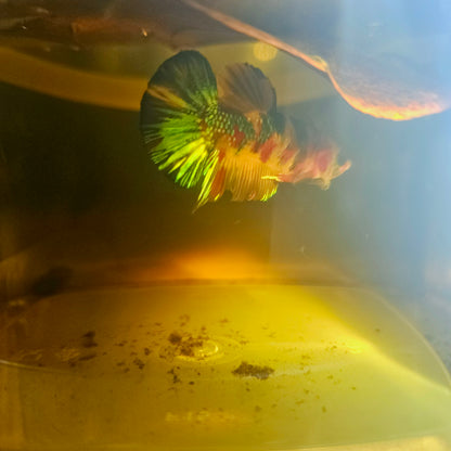 METALIC CANDY BETTA 260476