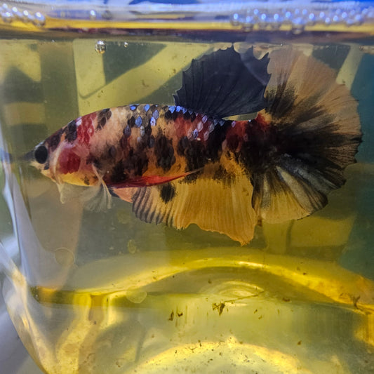 CANDY GALAXY HMPK/星河糖果将军251244