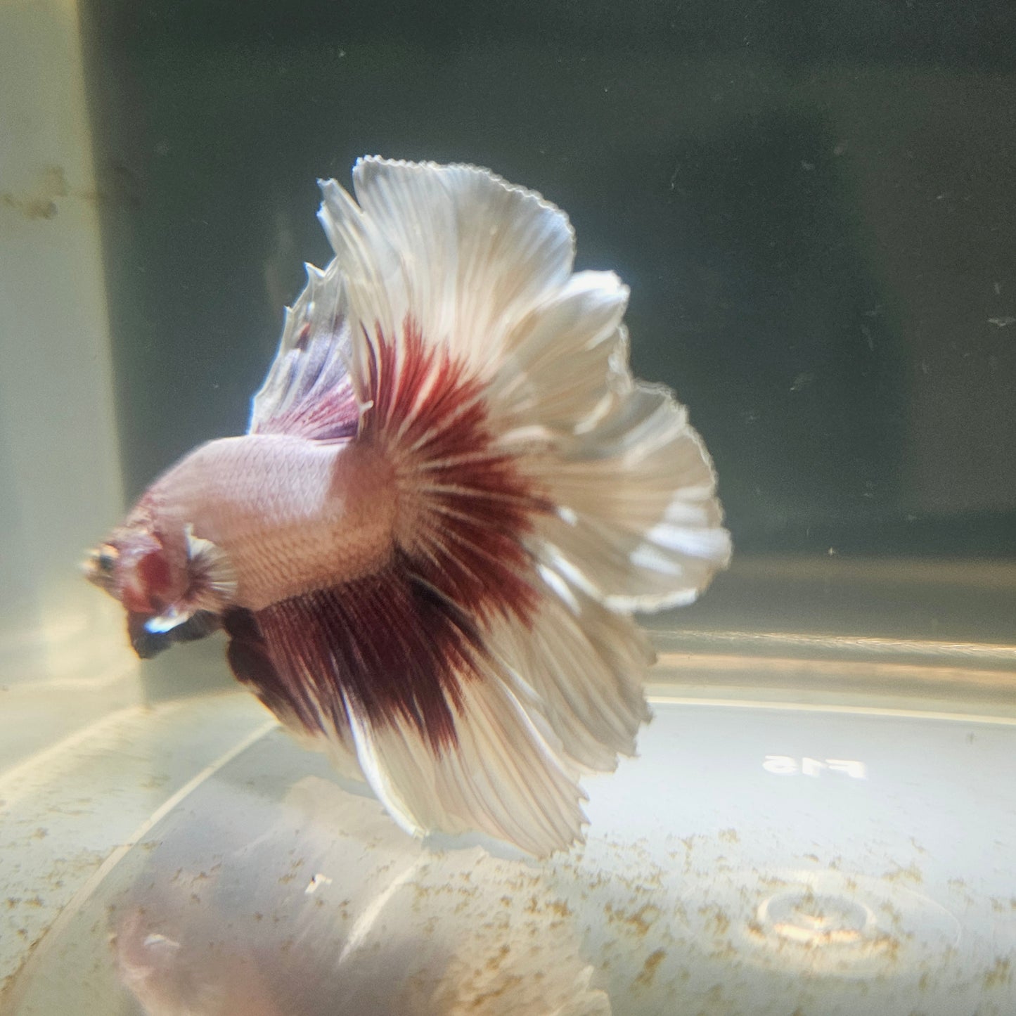 Purple White Rosetail Halfmoon Betta 2605B42