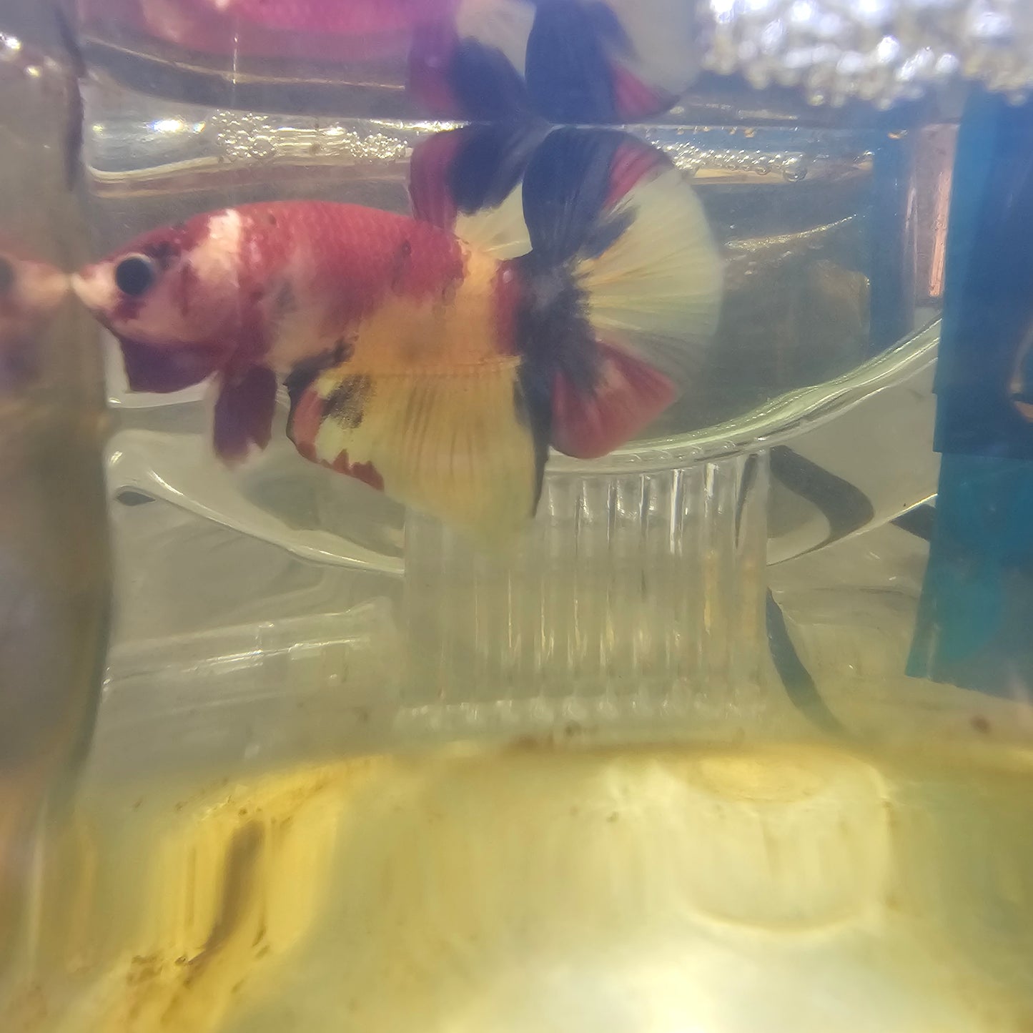 FULL COLOR NEMO CANDY HMPK/ 满色尼莫糖果251195