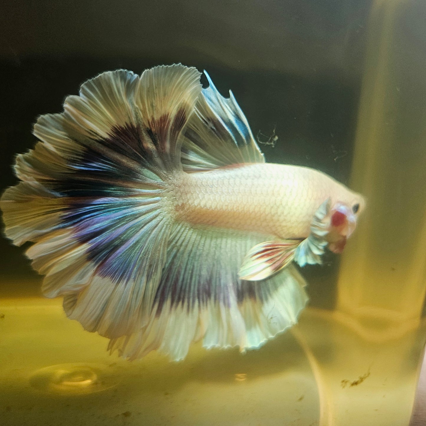 Purple White Feathertail Halfmoon Betta(OHM) 2605B41