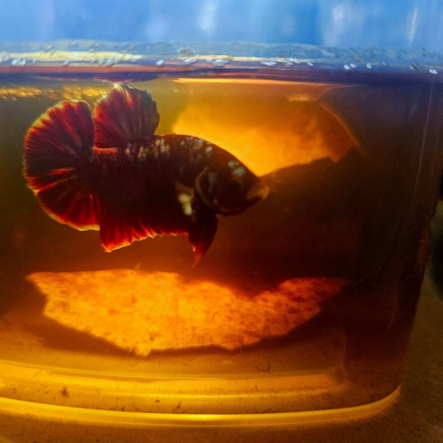 BARONGSAI BETTA 260496