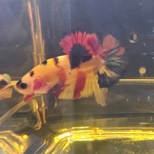 YELLOW CANDY PK 09