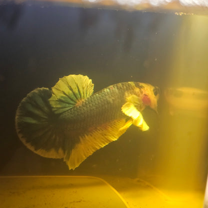 CANDY DUMBO BETTA 260415