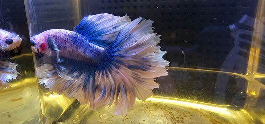 BLUE BIANCO FEATHER TAIL HALFMOON (APACHE) 0614