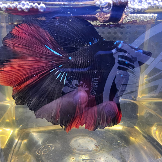 BLACK RED ROSE TAIL HALFMOON (OHM) 0657