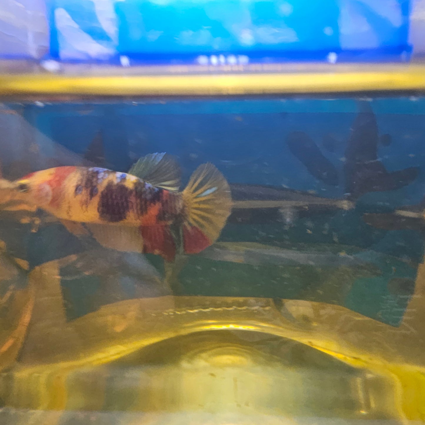 NEMO CANDY (BREEDING GRADE) /尼莫糖果种母251113