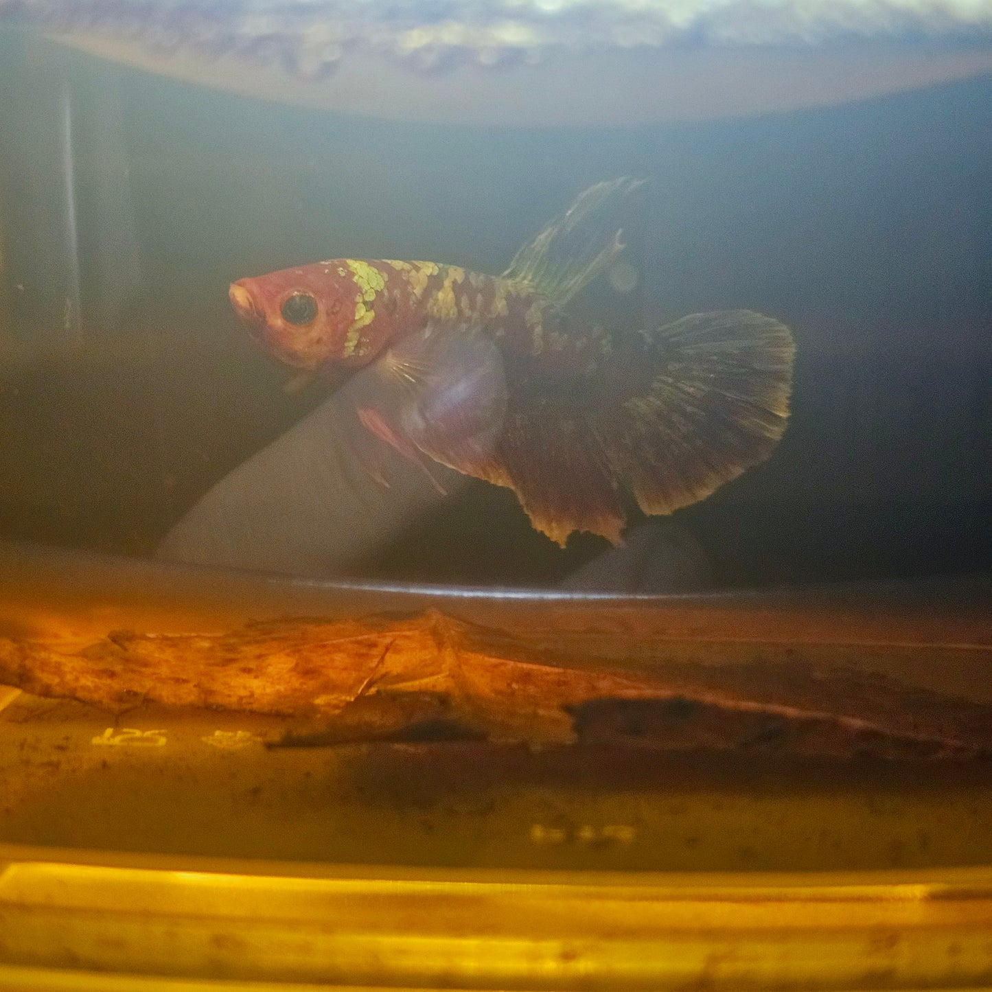 BARONGSAI BETTA 260441