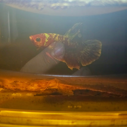 BARONGSAI BETTA 260441