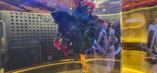 BLUE RED ROSE TAIL HALFMOON (OHM)0612