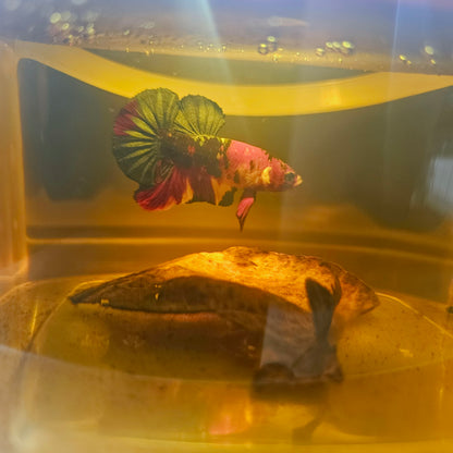 NEMO CANDY BETTA 260477