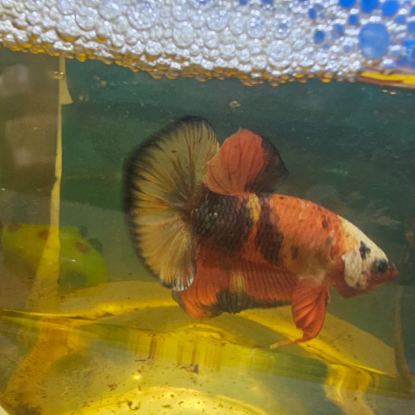 FULL COLOR MASK RED CANDY HMPK/满色面具红糖果251141