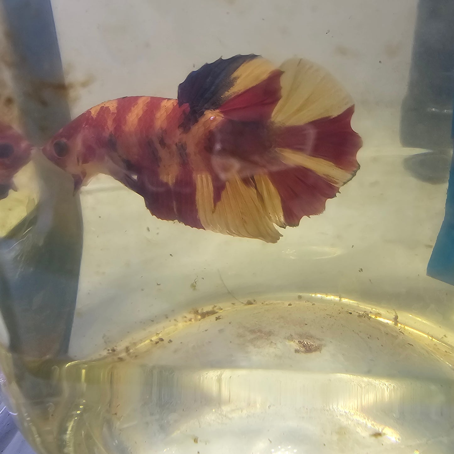 NEMO CANDY HMPK/尼莫糖果HMPK 251285