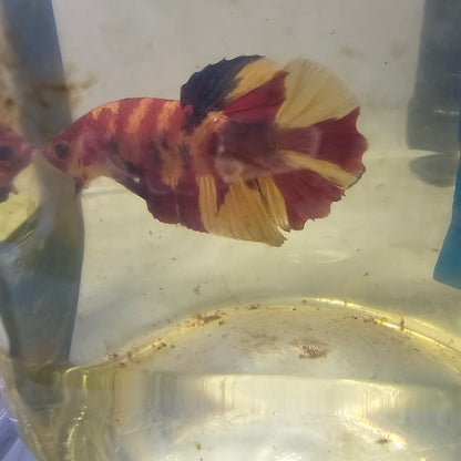 NEMO CANDY HMPK/尼莫糖果HMPK 251285