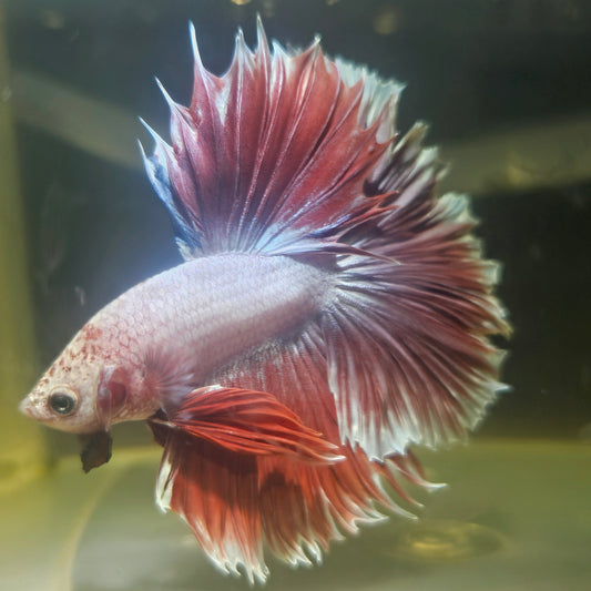Dark Color Rosetail Halfmoon Betta 2605A30