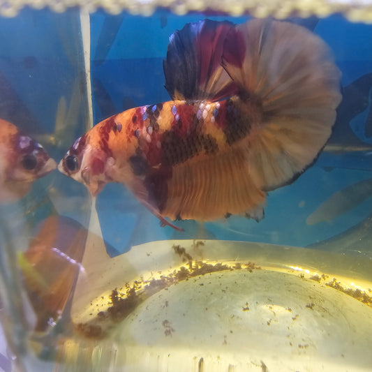 NEMO CANDY HMPK/尼莫糖果将军251246