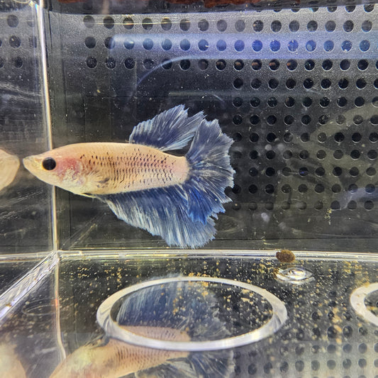 FEATHER TAIL HALFMOON FEMMINA GRIGIO BLUE 0645