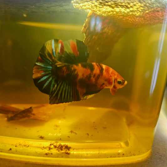NEMO CANDY BETTA 260464
