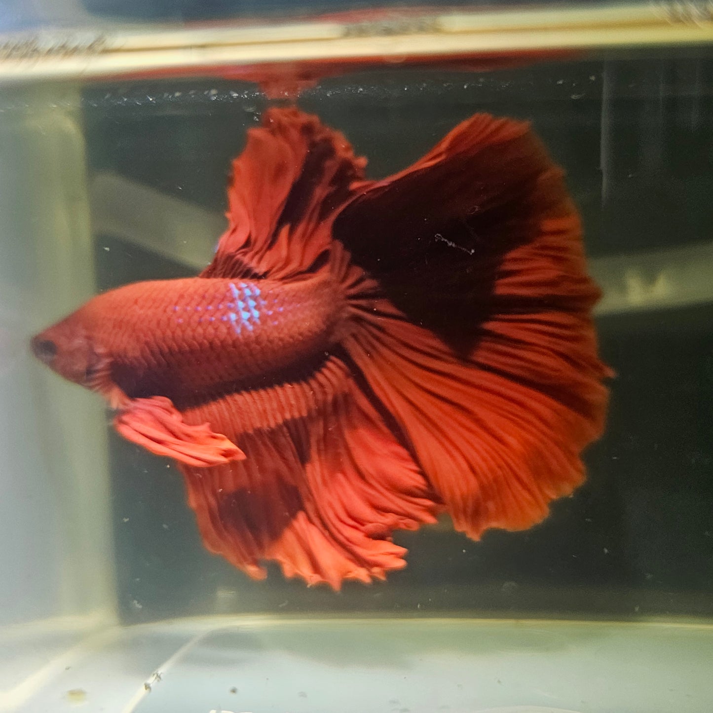 Giant Full Red Rosetail Halfmoon Betta(OHM) 2605A24