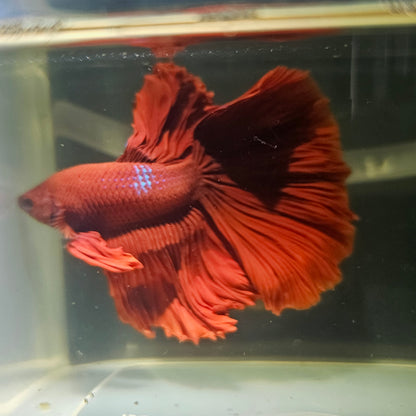 Giant Full Red Rosetail Halfmoon Betta(OHM) 2605A24