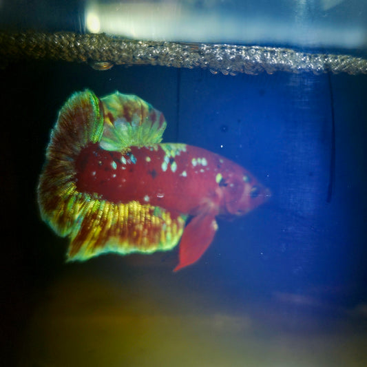 BARONGSAI BETTA 260409