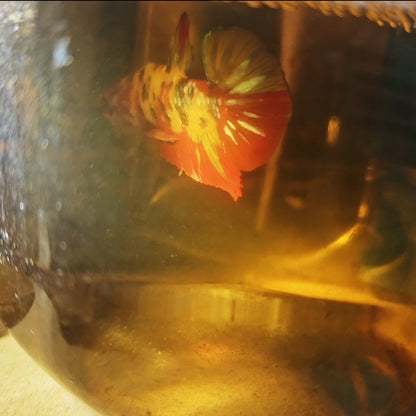 NEMO CANDY COLORED SPOTS
彩虹糖尼莫糖果251199