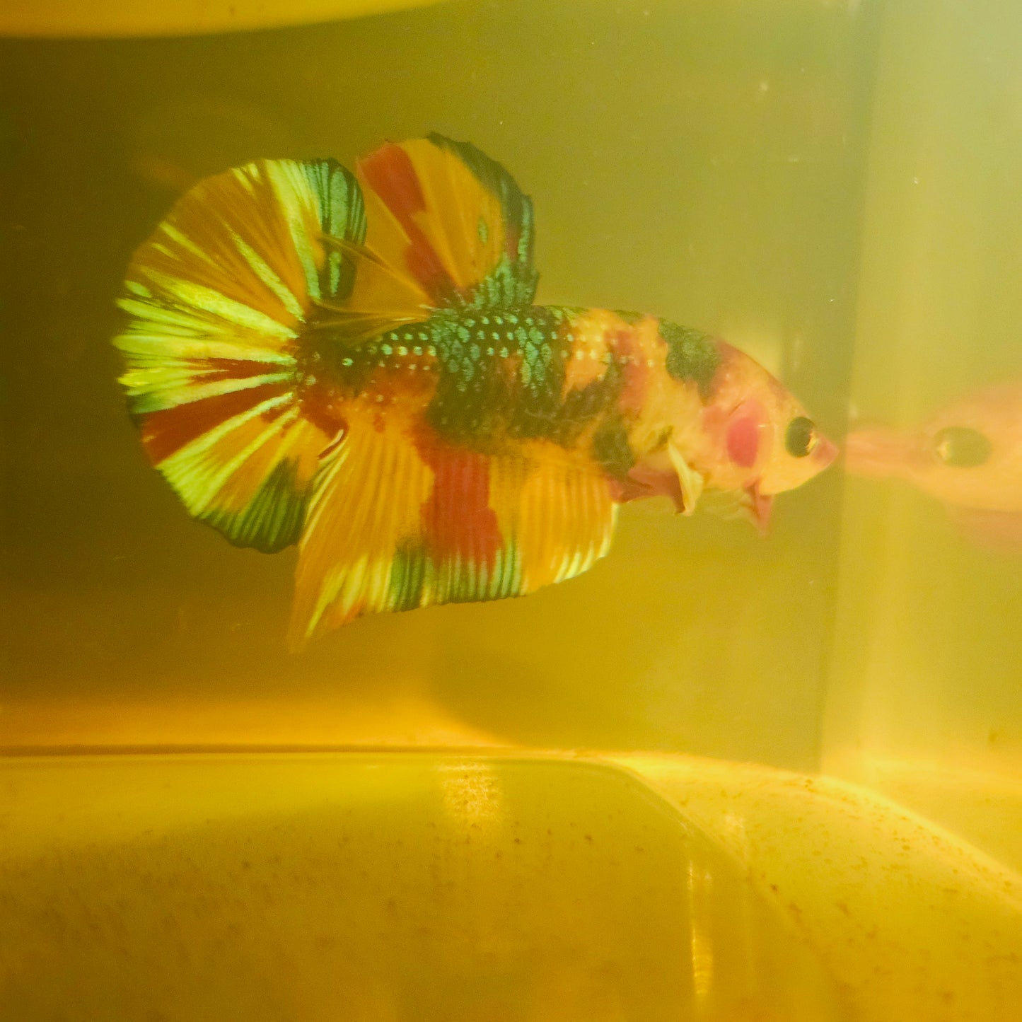 METALIC CANDY BETTA 260451