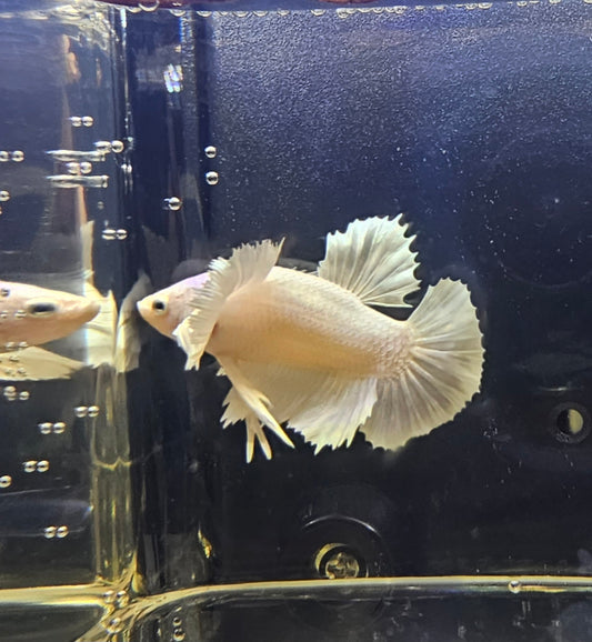 DUMBO BIANCO PURO PK 02