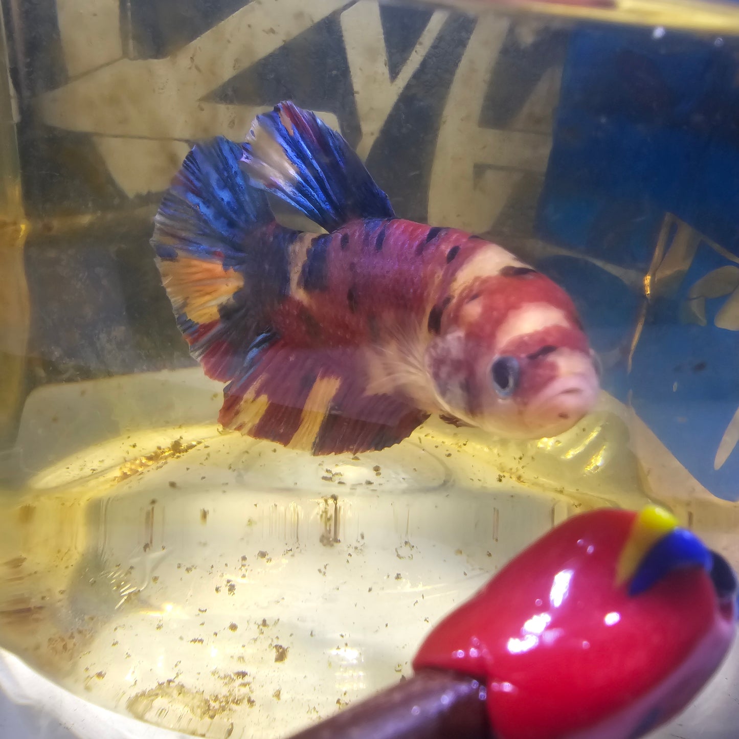 CANDY GALAXY GIANT 7/8CM 星河糖果巨斗将军251224