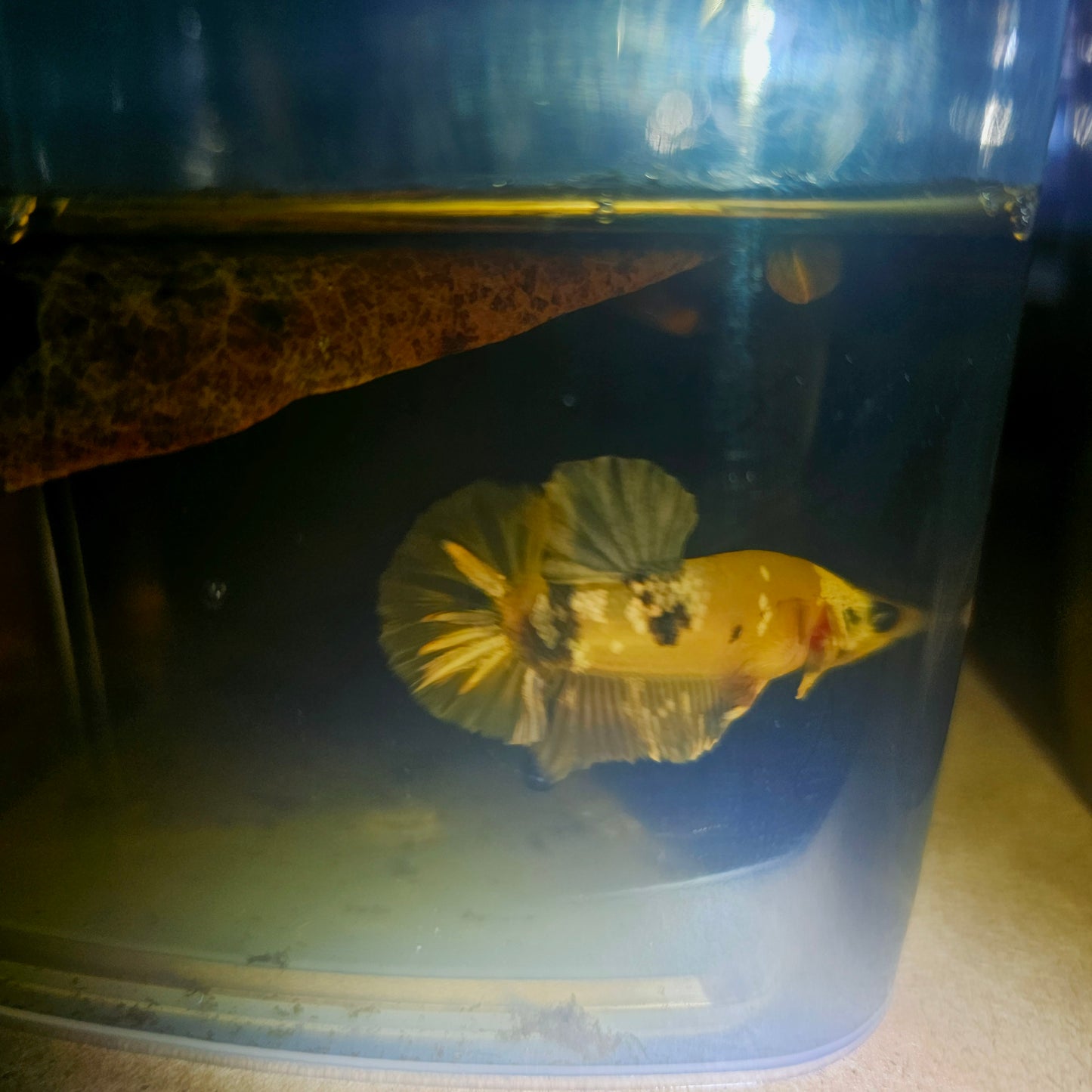 METALIC CANDY BETTA 260423