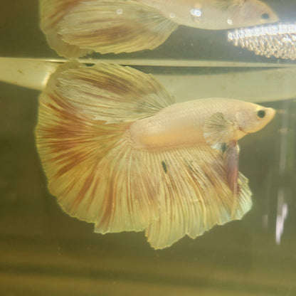 Light Color Halfmoon Betta 2605A20