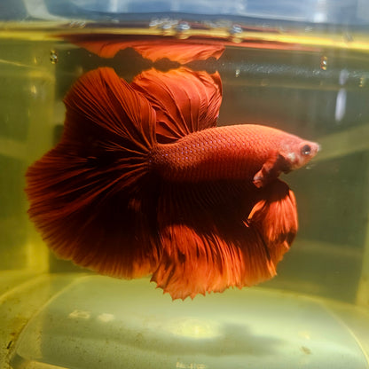 Giant Full Red Rosetail Halfmoon Betta(OHM) 2605A26