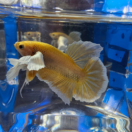 SUPER DUMBO-GOLD PK 250953