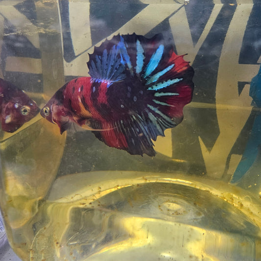 RED CANDY GALAXY HMPK/ 红星河糖果251282