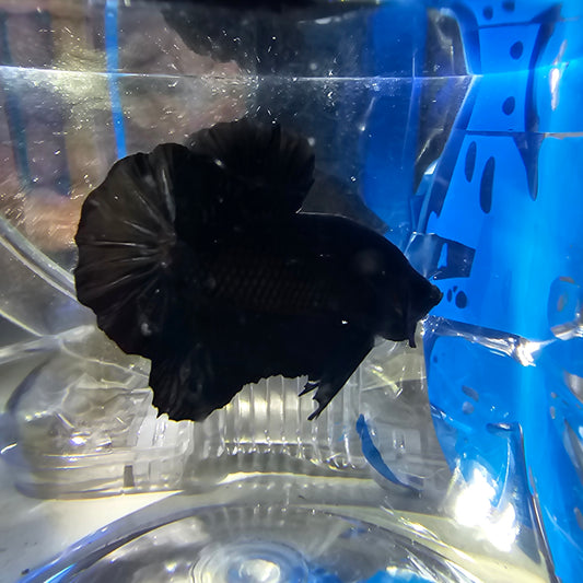 SUPER BLACK HMPK (L+) 250946