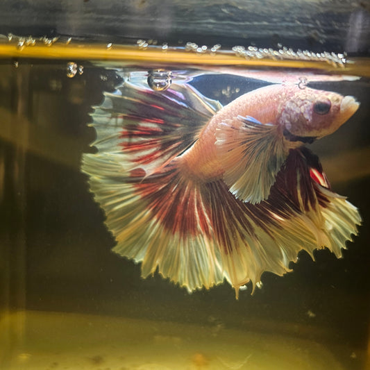 Purple White Rosetail Dumbo Halfmoon Betta 2605A49