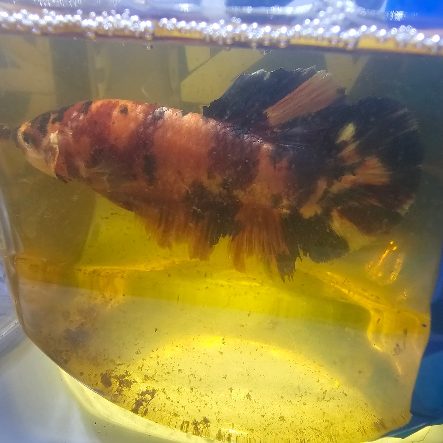 CANDY GIANT 7+/8CM 糖果巨斗将军251212