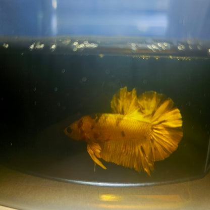 METALIC CANDY BETTA 260446