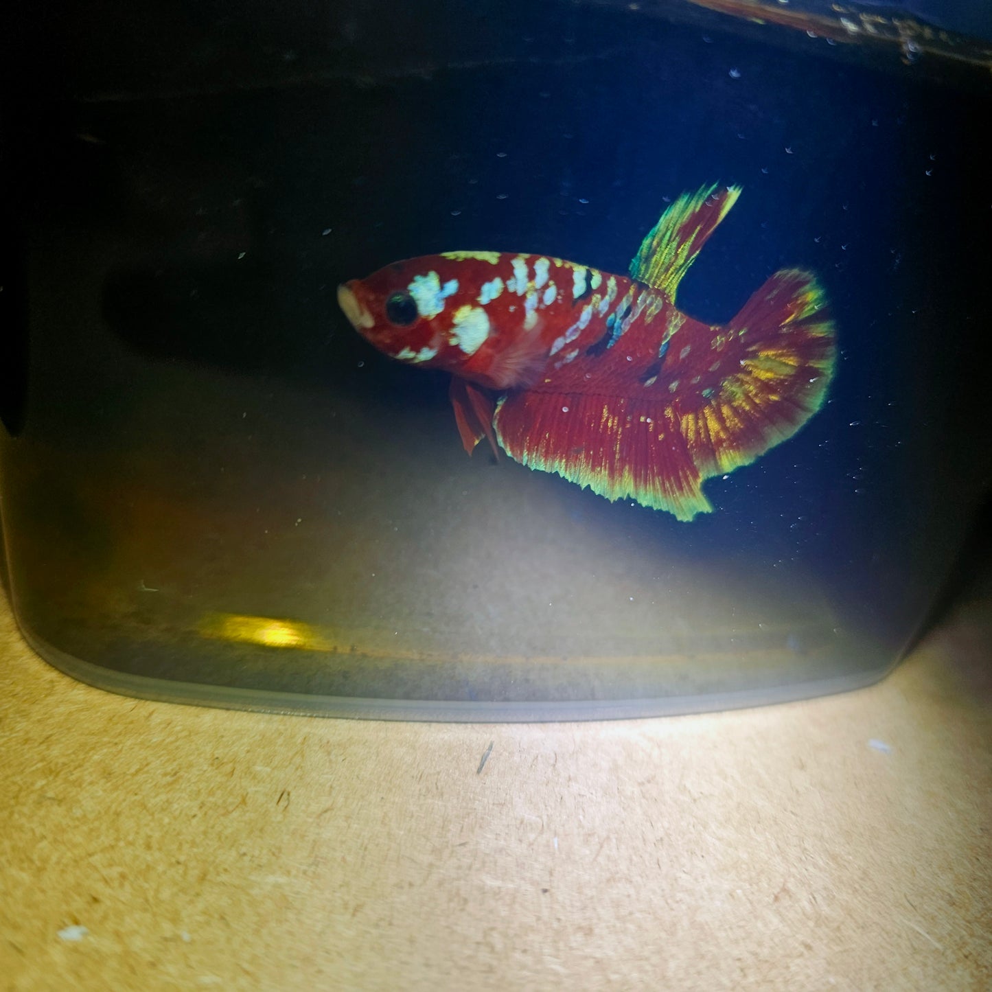 BARONGSAI BETTA 260489