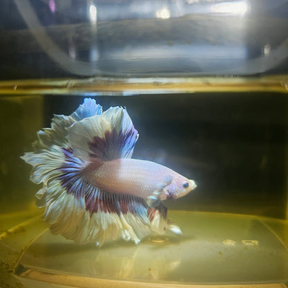 Purple White Feathertail Halfmoon Betta 2605A34