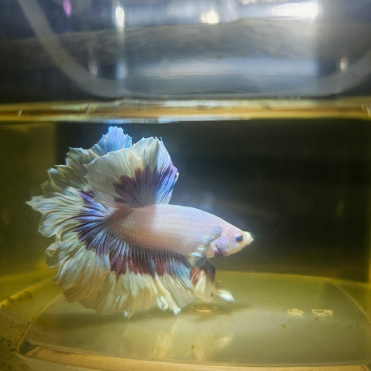 Purple White Feathertail Halfmoon Betta 2605A34